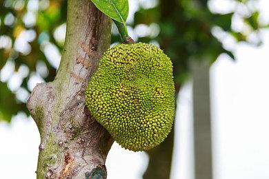 《星际海盗》的 